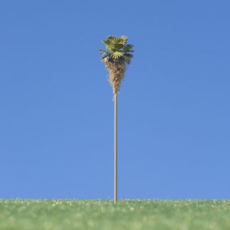 Washingtonpalme